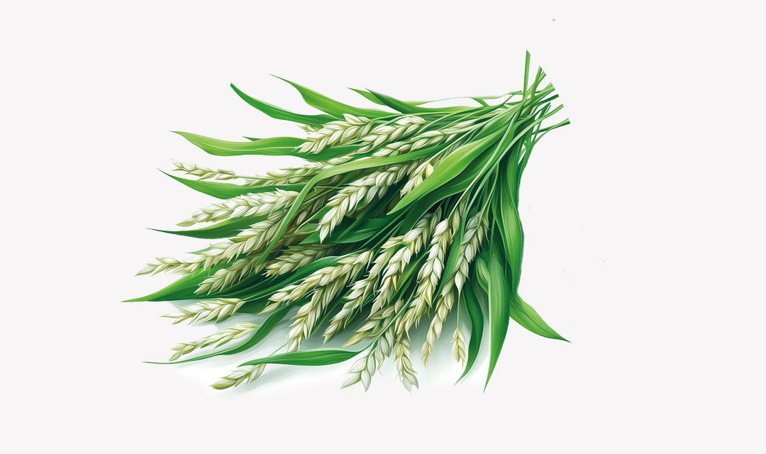 Avena-Sativa_f437fabb-6c3c-49ff-b30f-42030267850c.jpg
