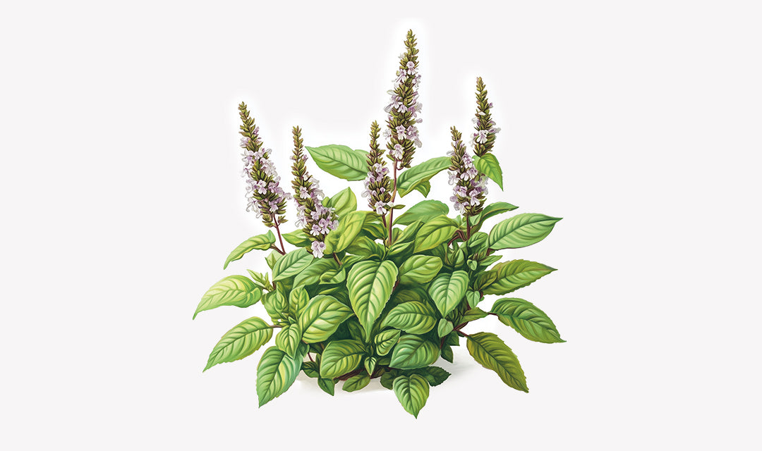 Holy-Basil_2580ab28-fe97-4993-bc98-53248b079cde.jpg