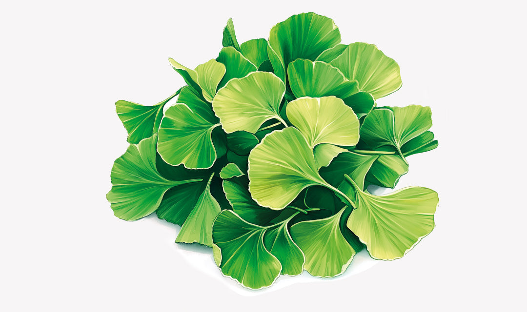 ginko_62b1d417-82ad-4a8e-9555-10adafe12995.jpg