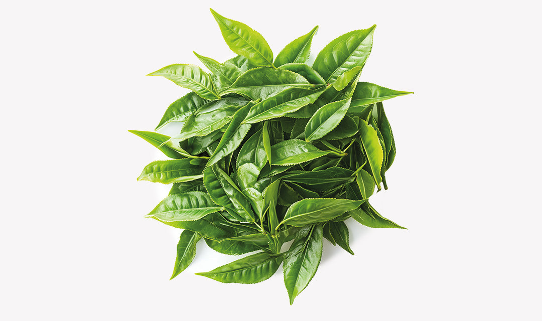 green-tea_773e0a02-27f5-43e3-9d42-6015ce8a651c.jpg