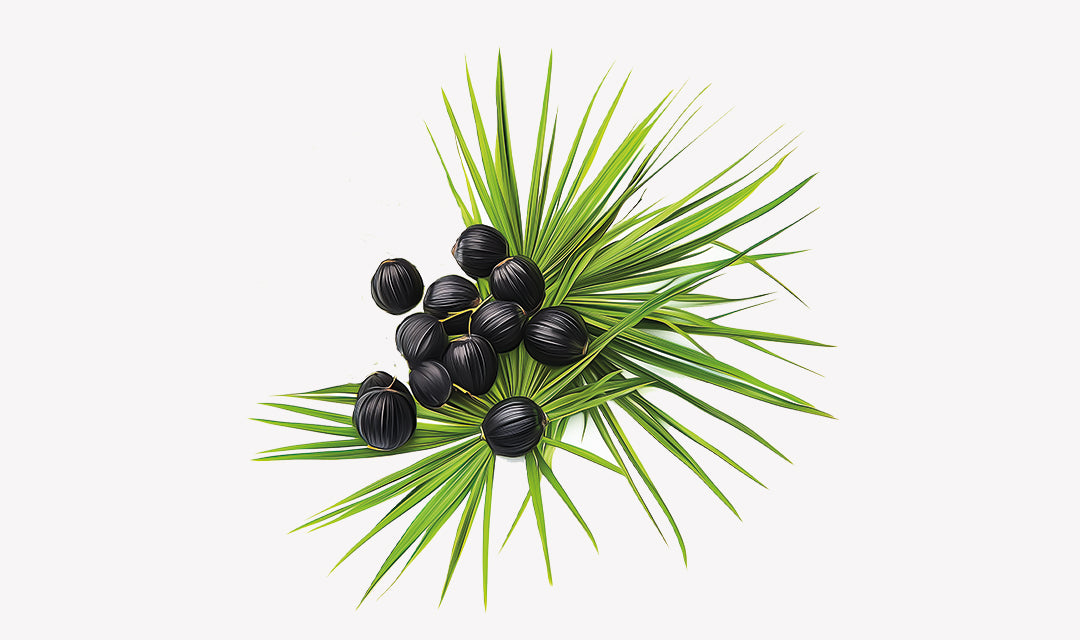 saw-palmetto.jpg