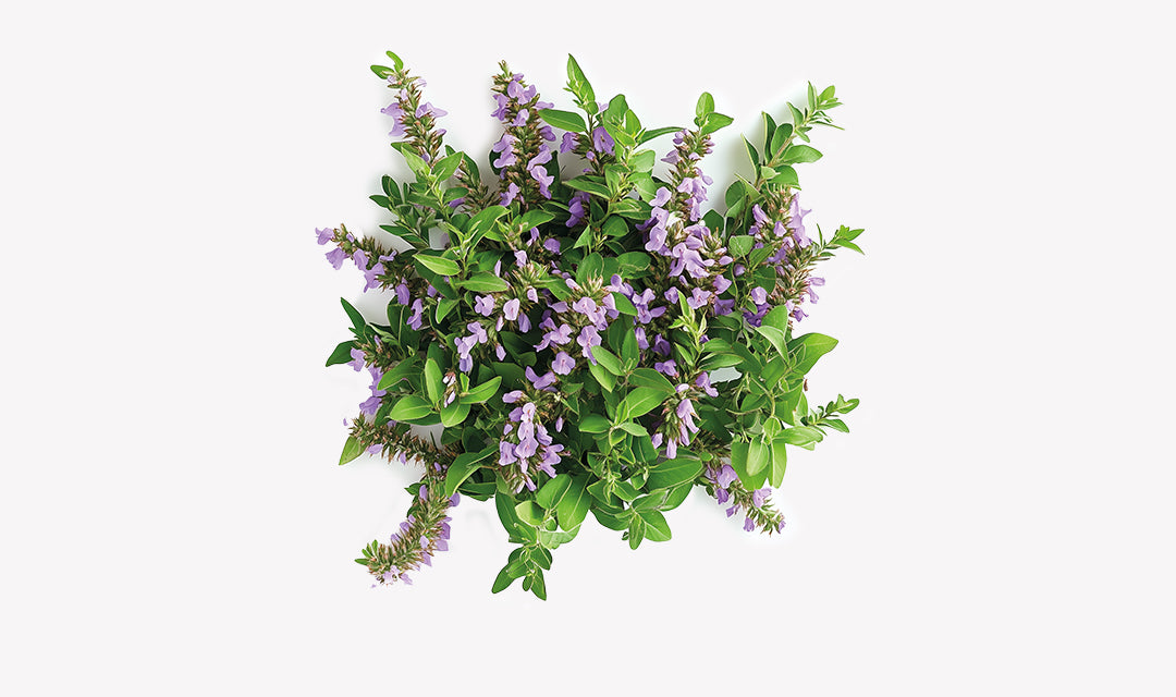 skullcap_11f4a107-630d-4fdb-a086-e956948340b1.jpg